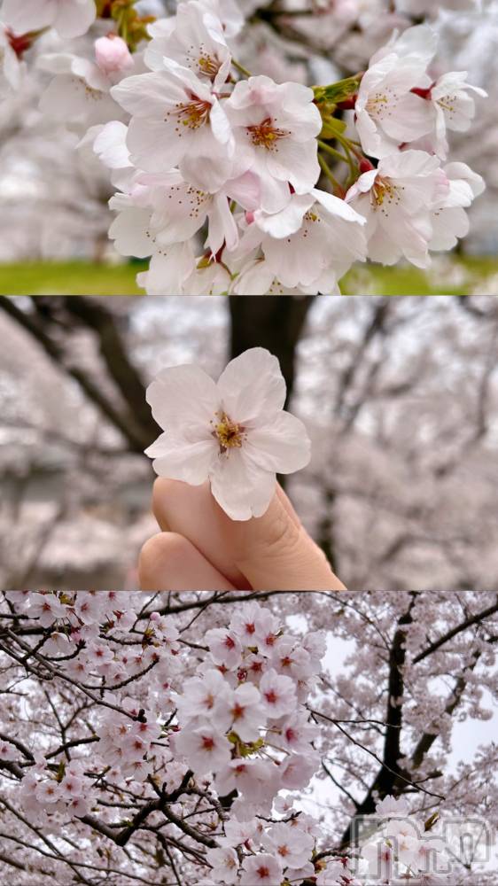 ʥå륺СʥåBar Peace(ʥåС ԡ) 椦414ָ̥֥֤ȿ🍡