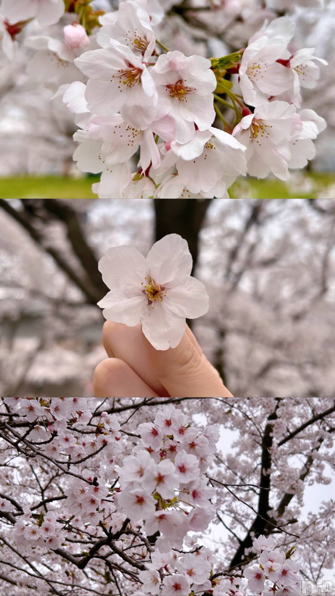 ʥå륺СʥåBar Peace(ʥåС ԡ) 2025ǯ414ָ̥֥֤ȿ🍡