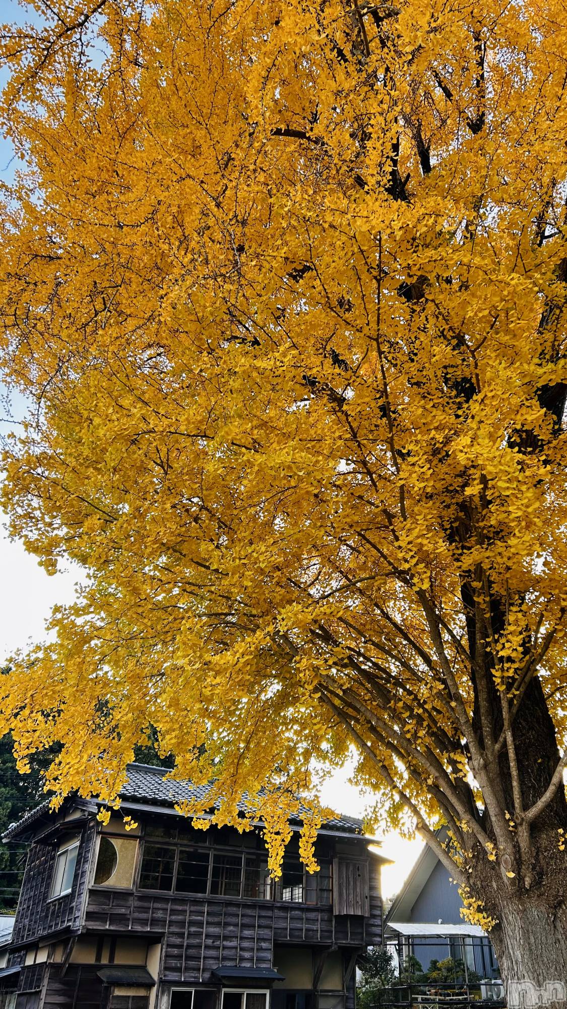 ʥå륺СʥåBar Peace(ʥåС ԡ) 2025ǯ121̥֥֤⤦Ǥ🙄