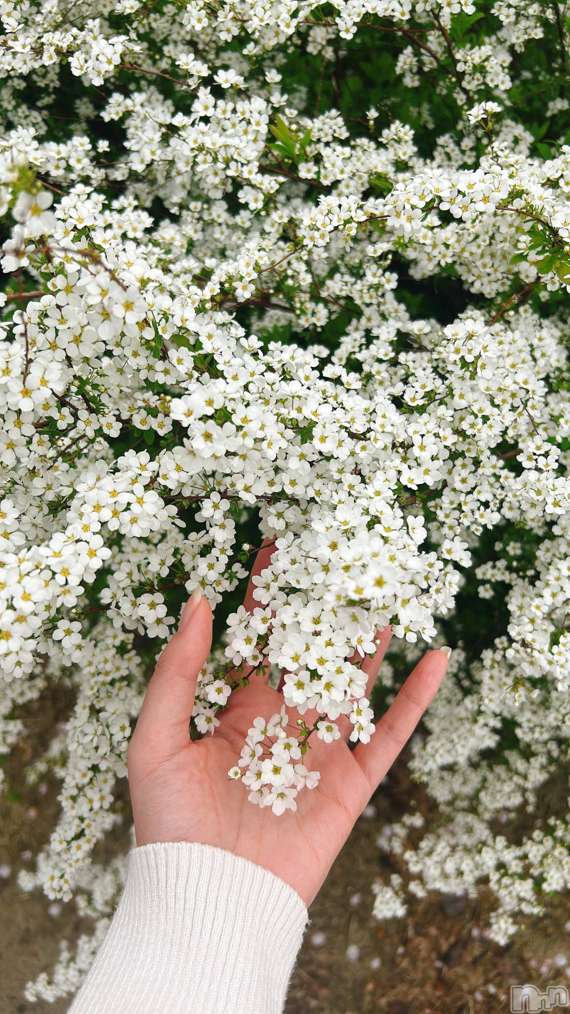 ����������ʥå��������륺�С����ʥå�Bar Peace(���ʥå��С� �ԡ���) ��2026ǯ4��20���̥�֥����֤ݤ�ݤ�‎‎🤍‎��