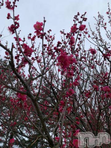 新潟デリヘル五十路マダム新潟店(カサブランカグループ)(イソジマダムニイガタテン) 坂井まこと(53)の2月21日写メブログ「おはようございます。」