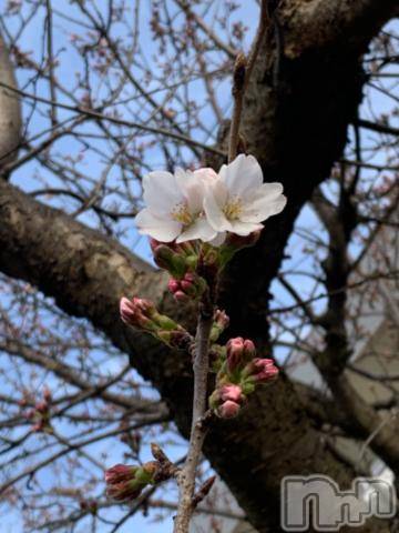 新潟デリヘル五十路マダム新潟店(カサブランカグループ)(イソジマダムニイガタテン) 坂井まこと(53)の4月5日写メブログ「おはようございます」