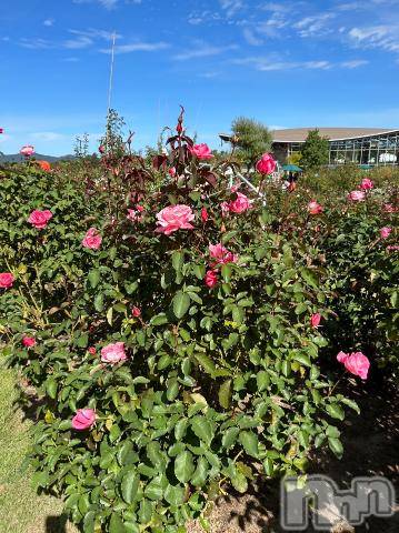 新潟デリヘル五十路マダム新潟店(カサブランカグループ)(イソジマダムニイガタテン)坂井まこと(53)の2023年10月19日写メブログ「ローズガーデン」