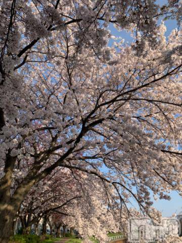 新潟デリヘル五十路マダム新潟店(カサブランカグループ)(イソジマダムニイガタテン)坂井まこと(53)の2024年4月13日写メブログ「ありがとう」
