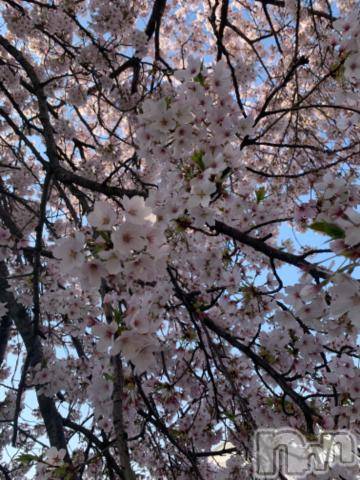 新潟デリヘル五十路マダム新潟店(カサブランカグループ)(イソジマダムニイガタテン)坂井まこと(53)の2024年4月15日写メブログ「おはようございます。」