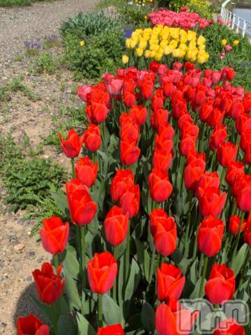新潟デリヘル五十路マダム新潟店(カサブランカグループ)(イソジマダムニイガタテン)坂井まこと(53)の2024年4月20日写メブログ「おはようございます。」