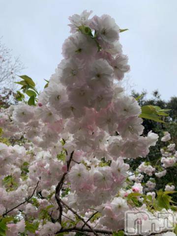 新潟デリヘル五十路マダム新潟店(カサブランカグループ)(イソジマダムニイガタテン)坂井まこと(53)の2024年4月21日写メブログ「おはようございます。」