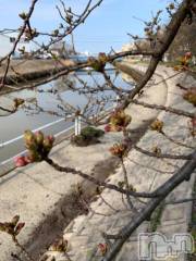 新潟デリヘル五十路マダム新潟店(カサブランカグループ)(イソジマダムニイガタテン) 坂井まこと(53)の4月1日写メブログ「おはようございます」