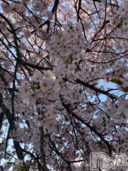 新潟デリヘル五十路マダム新潟店(カサブランカグループ)(イソジマダムニイガタテン) 坂井まこと(53)の4月15日写メブログ「おはようございます。」