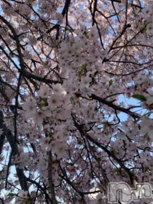 新潟デリヘル 五十路マダム新潟店(カサブランカグループ)(イソジマダムニイガタテン) 坂井まこと(53)の4月15日写メブログ「おはようございます。」