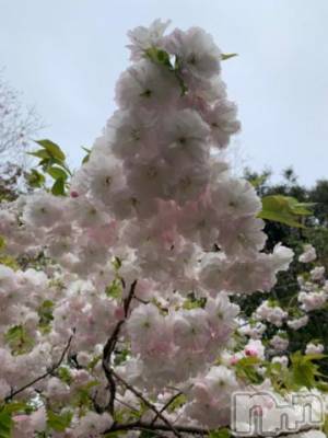 新潟デリヘル 五十路マダム新潟店(カサブランカグループ)(イソジマダムニイガタテン) 坂井まこと(53)の4月21日写メブログ「おはようございます。」