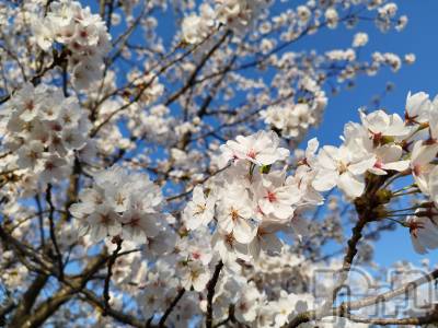 Įʥå륺СL'asile(饸) 416̥֥🌸