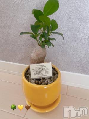 長岡デリヘル BIANCA～主人の知らない私～長岡店(ビアンカナガオカテン) 松下　ゆめか(34)の4月22日写メブログ「多幸の木🦥🌳✨」