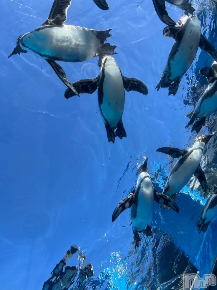 三条デリヘル新潟デリヘル倶楽部　三条店(ニイガタデリヘルクラブ　サンジョウテン) あい(19)の11月21日写メブログ「ペンギンさん🐧」