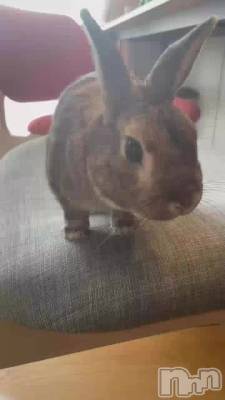 🐰