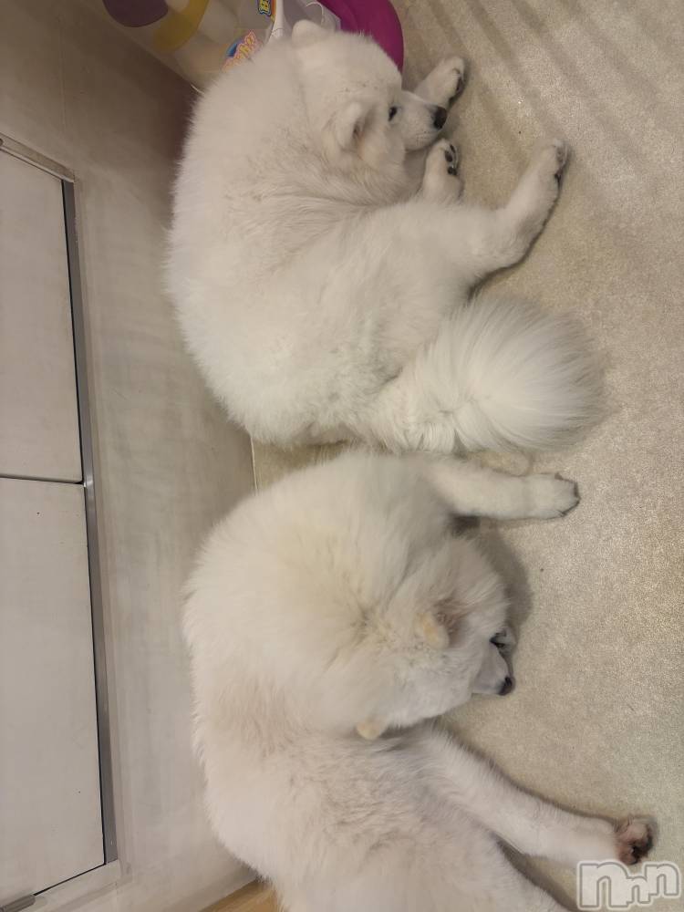 ƲХ顦clubTiara(ƥ) Τ1113̥֥֤