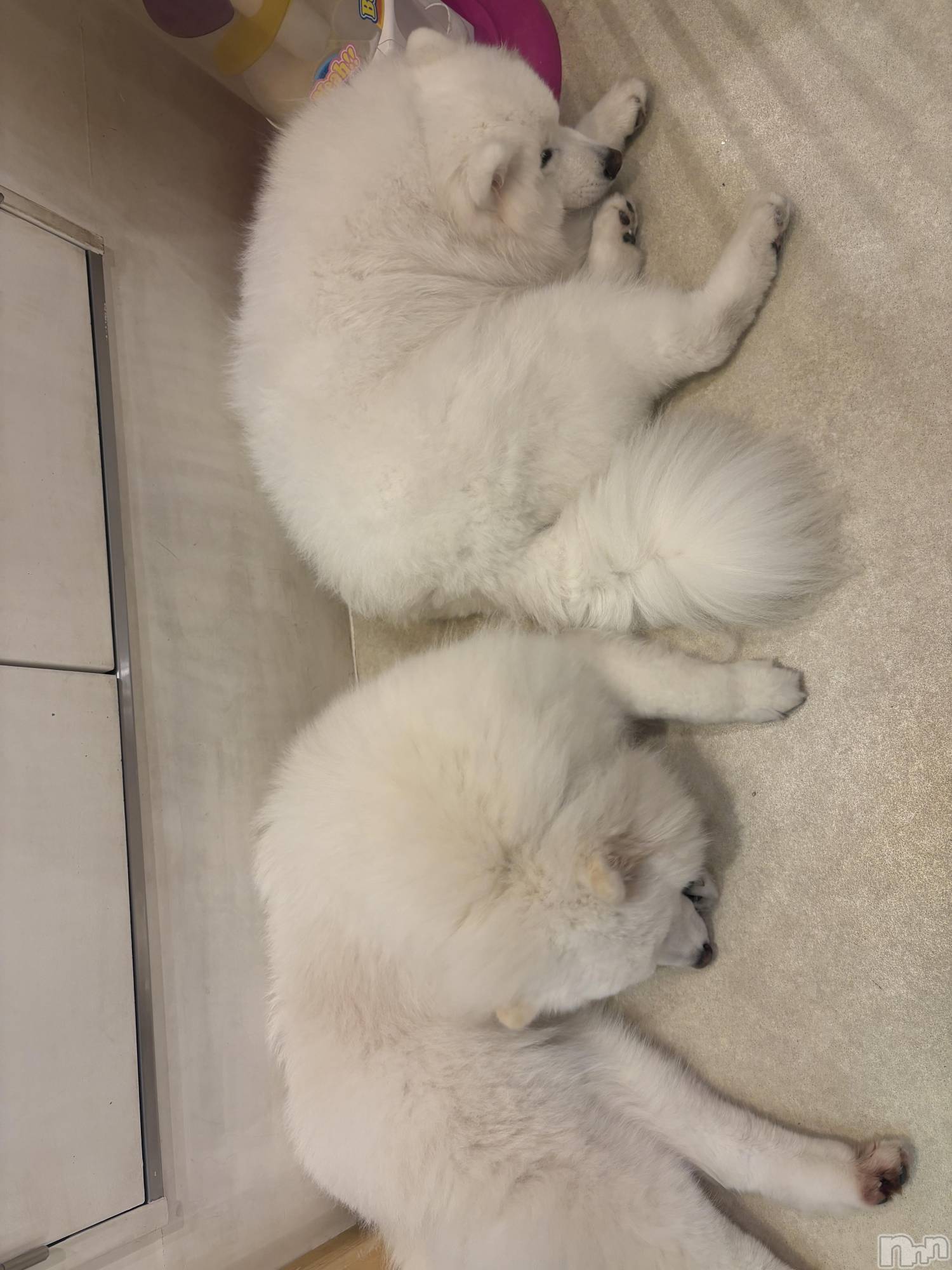 ƲХ顦clubTiara(ƥ) 2025ǯ1113̥֥֤