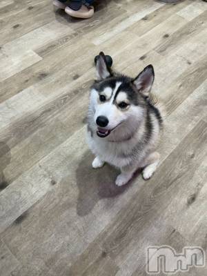 ƲХ顦clubTiara(ƥ) Τ1027̥֥֤