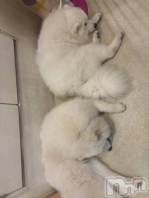 ƲХ顦clubTiara(ƥ) Τ1113̥֥֤