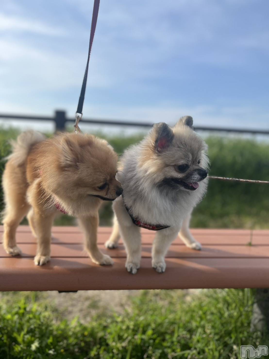 �����������Х��顦�����LYNX(��󥯥�) ��2026ǯ4��27���̥�֥����֤�ˤ����