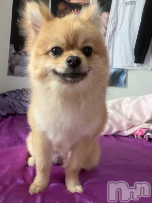 �����������Х��顦�����LYNX(��󥯥�) ����(24)��4��21���̥�֥����֤��޸����Ƥ���