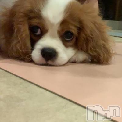 ����������ʥå��������륺�С����饪���ϥ��ܡ���bar���ͻ���(���饪���ϥ��ܡ���С��ӥ��󥷥ޥ�) ��������3��28���̥�֥����֤����ο������