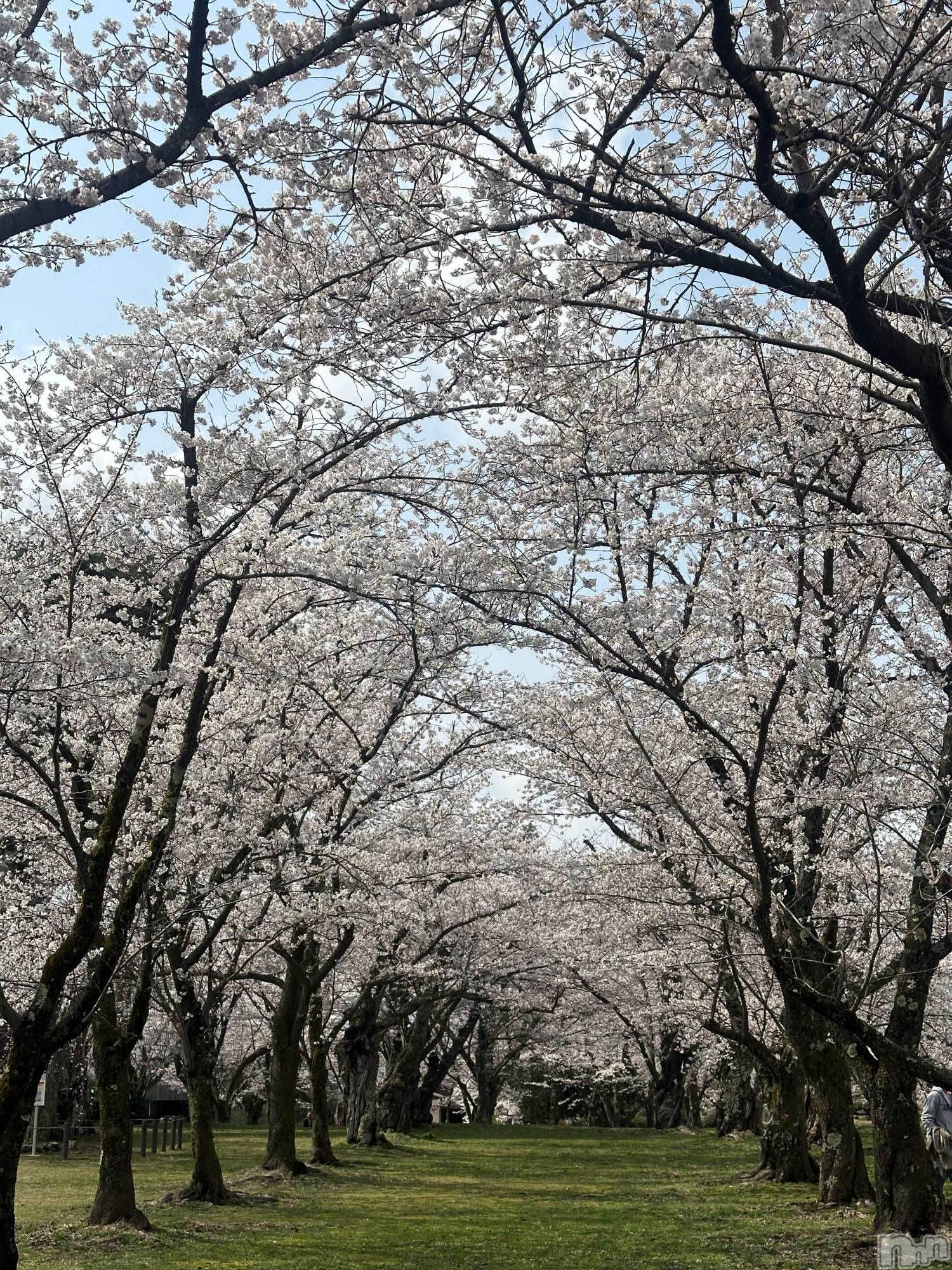 ʥå륺СJEUNESSE(ͥ) 2025ǯ412̥֥🌸