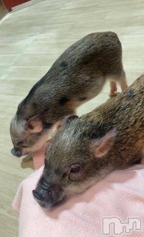 新潟デリヘル奥様特急 新潟店(オクサマトッキュウニイガタテン)みかん(25)の2024年7月29日写メブログ「おはよう☀️」