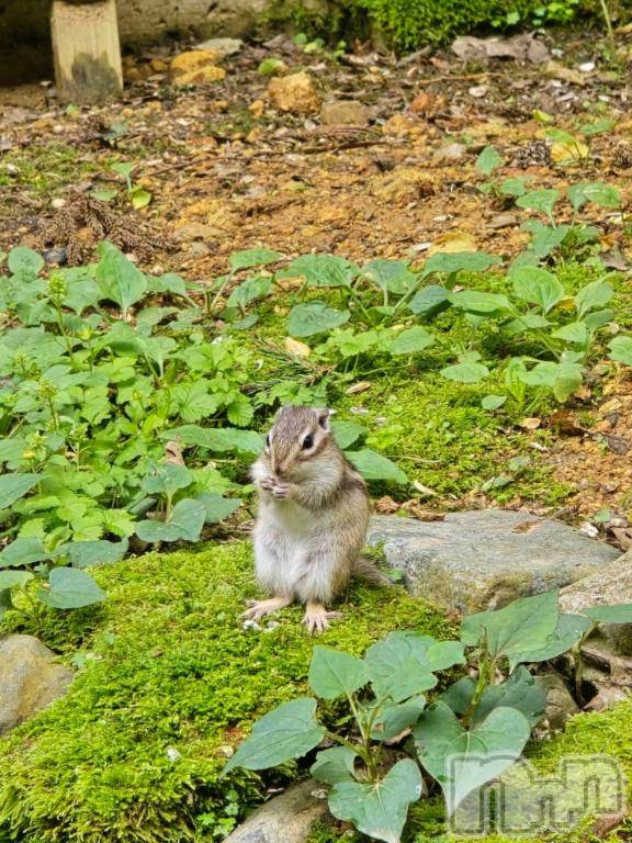 新潟デリヘル奥様特急 新潟店(オクサマトッキュウニイガタテン)みかん(25)の2025年12月26日写メブログ「メリー〇〇マス🫣」