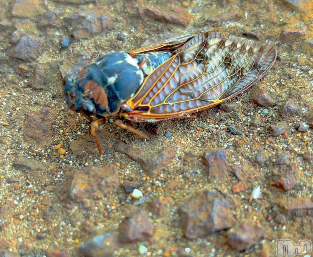 長岡デリヘルMimi(ミミ) ひな★月間RANK1位★(25)の8月15日写メブログ「ムシキング🐞」