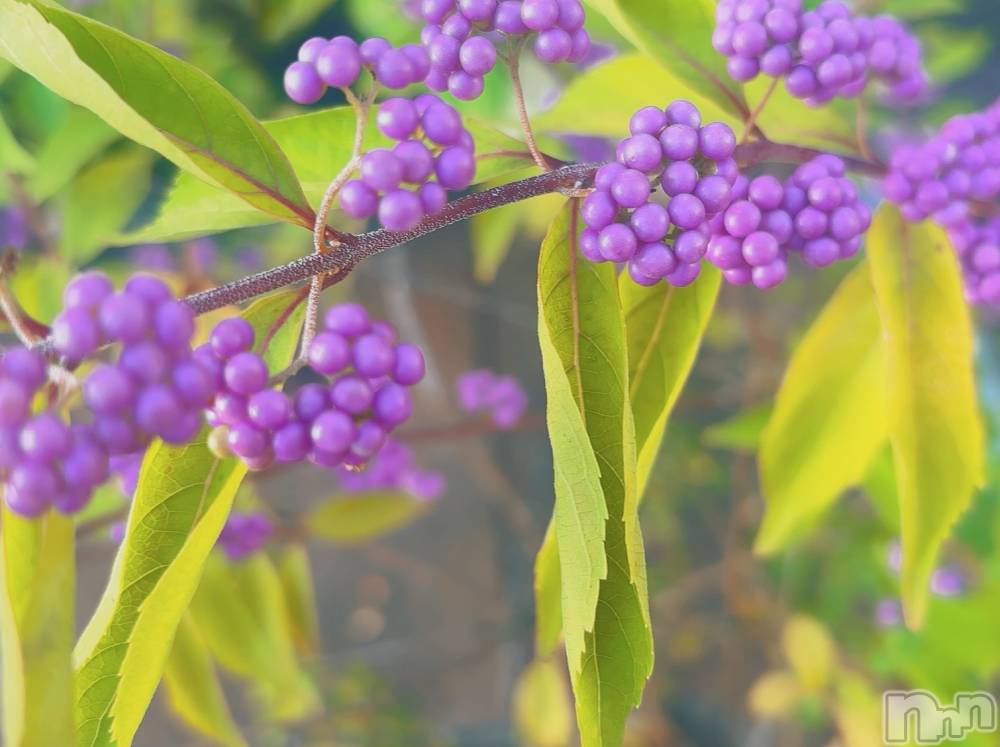 長岡デリヘルMimi(ミミ) ひな★月間RANK1位★(25)の9月12日写メブログ「待ち受けはなんですか❓」