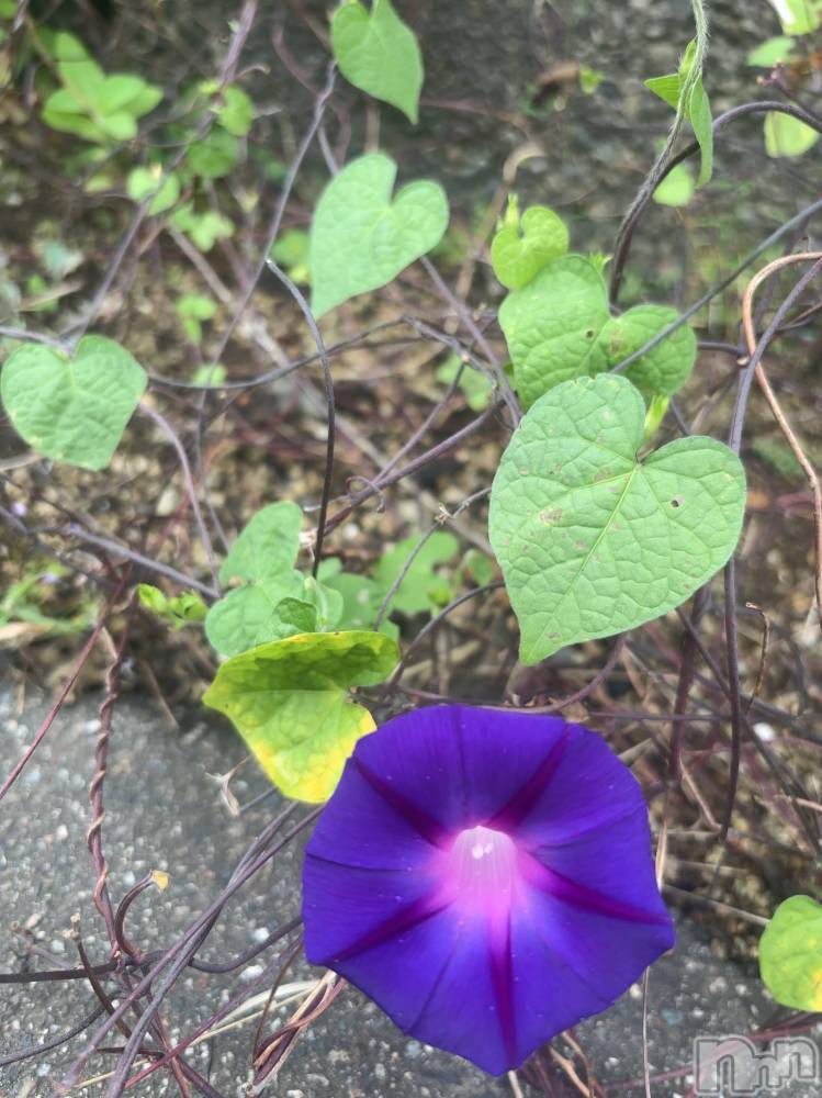 長岡デリヘルMimi(ミミ) ひな★月間RANK1位★(25)の10月4日写メブログ「どれにしようかなあ❤️」