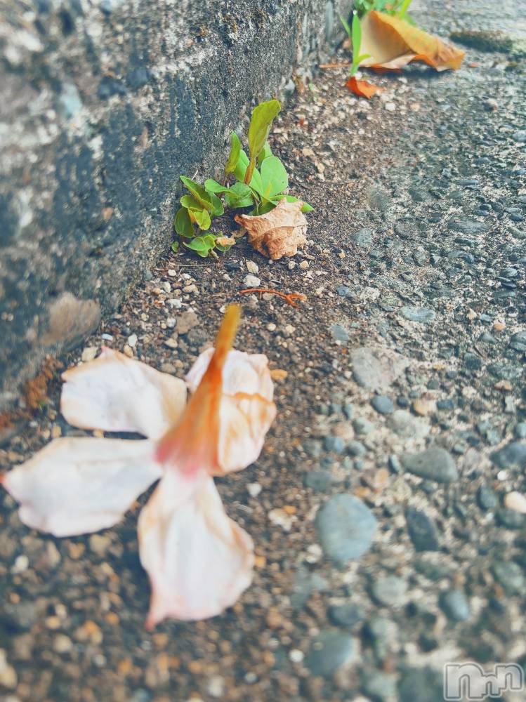 長岡デリヘルMimi(ミミ) ひな★月間RANK1位★(25)の10月17日写メブログ「30番目のあなた」