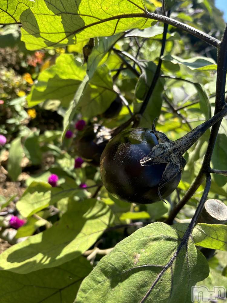 長岡デリヘルMimi(ミミ) ひな★月間RANK1位★(25)の10月30日写メブログ「なすび🍆」