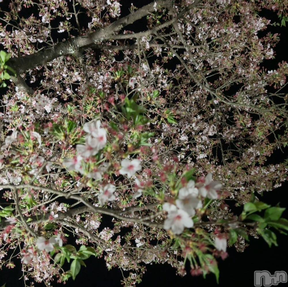 長岡デリヘルMimi(ミミ) ひな★月間RANK1位★(25)の3月31日写メブログ「悠久山公園ʚ🌸ɞ」