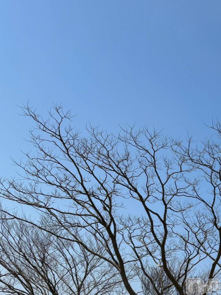 長岡デリヘルMimi(ミミ) ひな★月間RANK1位★(25)の4月6日写メブログ「春よこい🌷🌸」