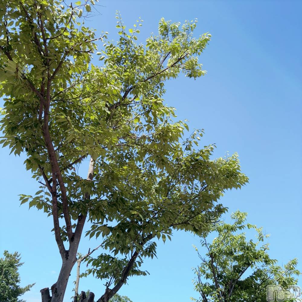 長岡デリヘルMimi(ミミ) ひな★月間RANK1位★(25)の6月18日写メブログ「ラクレットチーズみたいに…」