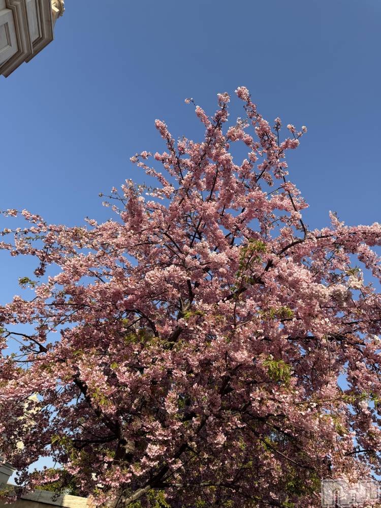 長岡デリヘルMimi(ミミ) ひな★月間RANK1位★(25)の3月23日写メブログ「春の訪れ🍒」