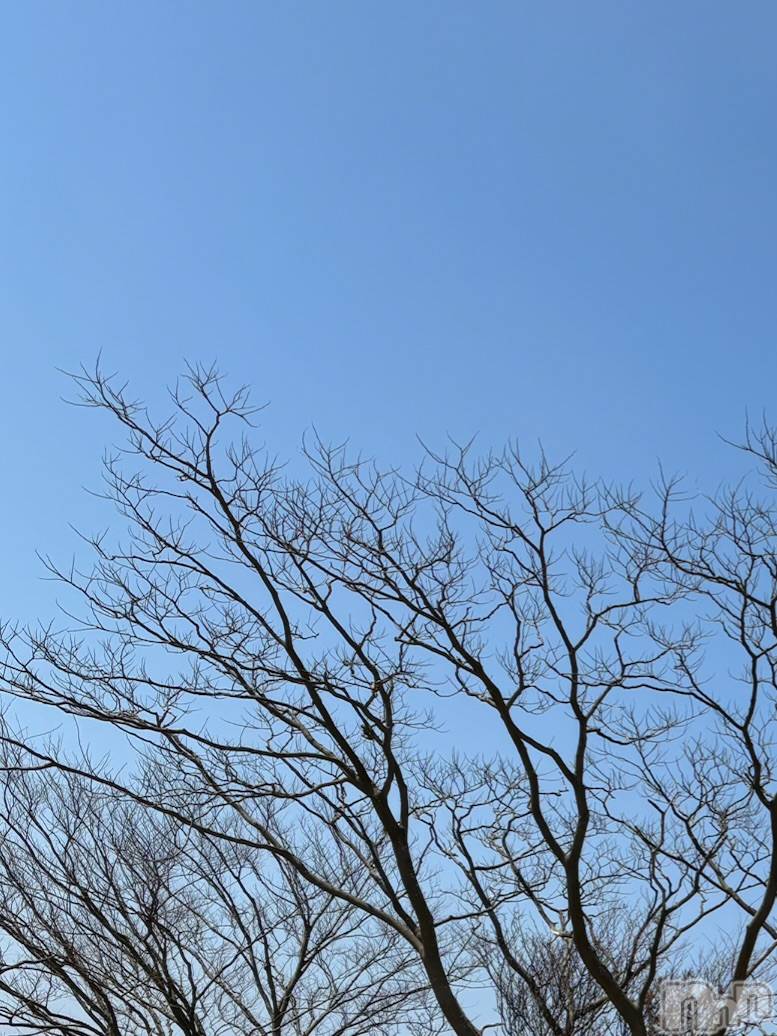 長岡デリヘルMimi(ミミ)ひな★月間RANK1位★(25)の2025年4月6日写メブログ「春よこい🌷🌸」