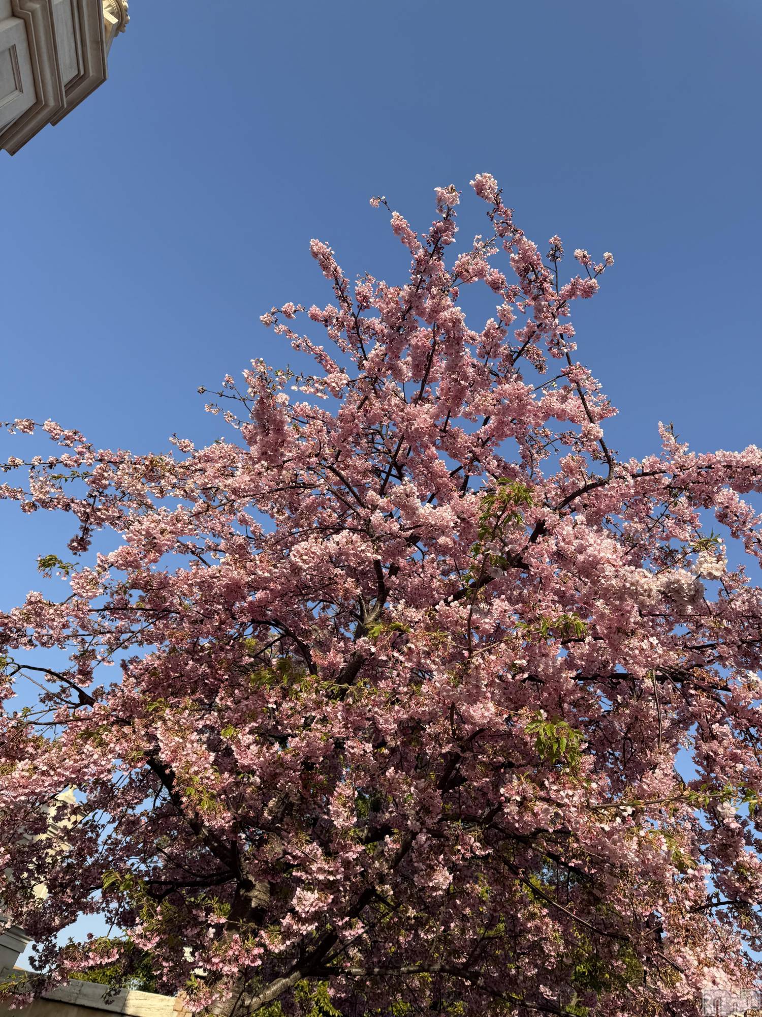 長岡デリヘルMimi(ミミ)ひな★月間RANK1位★(25)の2026年3月23日写メブログ「春の訪れ🍒」