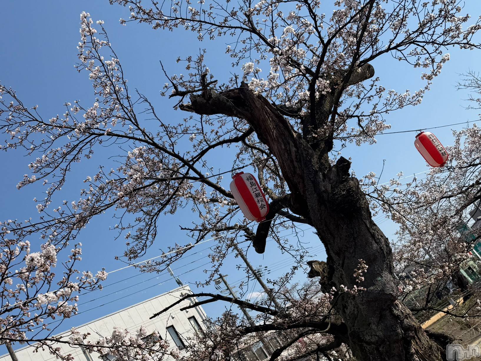 長岡デリヘルMimi(ミミ)ひな★月間RANK1位★(25)の2026年4月3日写メブログ「🌸」