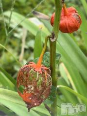 長岡デリヘルMimi(ミミ) ひな★月間RANK1位★(25)の9月24日写メブログ「私を誘って🥺」