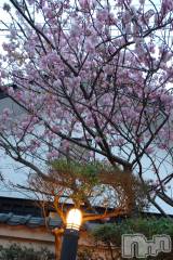 長岡デリヘルMimi(ミミ) ひな★月間RANK1位★(25)の4月8日写メブログ「能登に行ってみたい🌸」