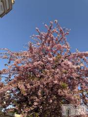 長岡デリヘルMimi(ミミ) ひな★月間RANK1位★(25)の3月23日写メブログ「春の訪れ🍒」