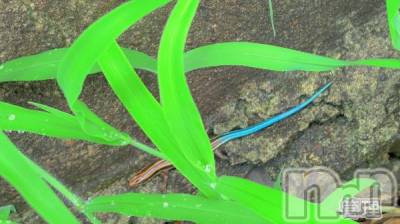 長岡デリヘル Mimi(ミミ) ひな★月間RANK1位★(25)の8月15日写メブログ「好きな物☘️」