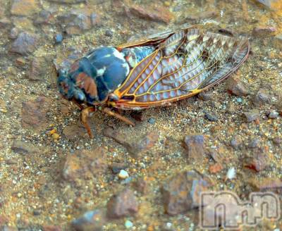 長岡デリヘル Mimi(ミミ) ひな★月間RANK1位★(25)の8月15日写メブログ「ムシキング🐞」