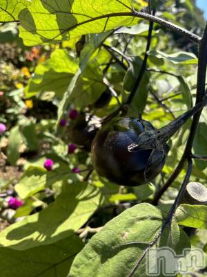 長岡デリヘル Mimi(ミミ) ひな★月間RANK1位★(25)の10月30日写メブログ「なすび🍆」