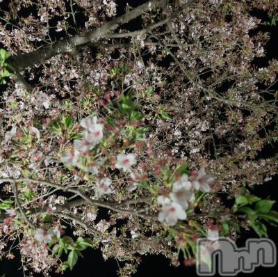 長岡デリヘル Mimi(ミミ) ひな★月間RANK1位★(25)の3月31日写メブログ「悠久山公園ʚ🌸ɞ」