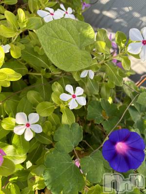 長岡デリヘル Mimi(ミミ) ひな★月間RANK1位★(25)の4月2日写メブログ「春の5K」