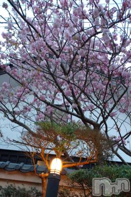 長岡デリヘル Mimi(ミミ) ひな★月間RANK1位★(25)の4月8日写メブログ「能登に行ってみたい🌸」